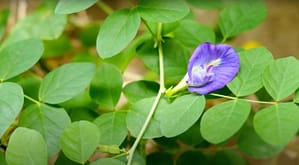 What is butterfly pea?